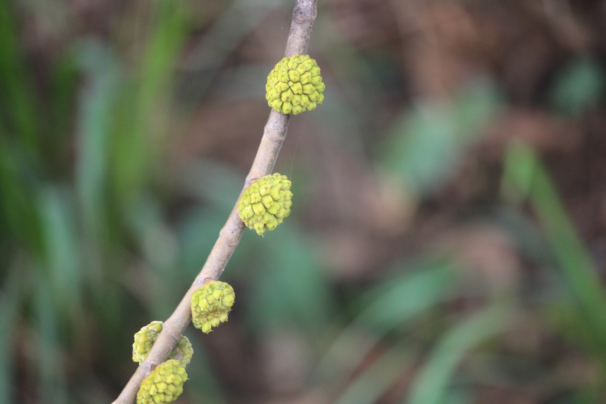 Castilla elastica Cerv.